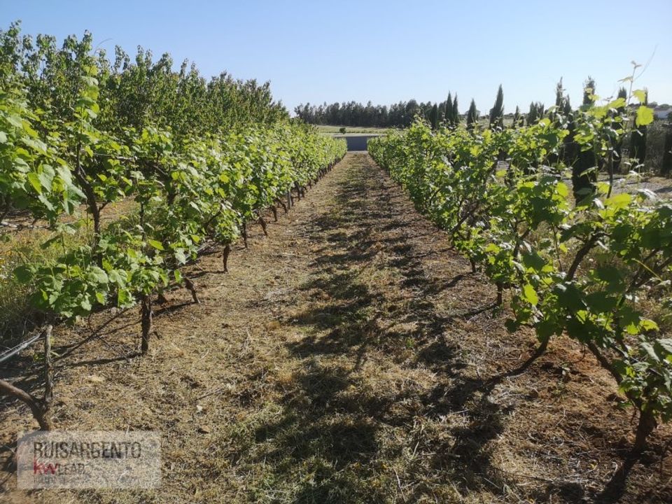 Farm i Ladoeiro, Castelo Branco - foto 2