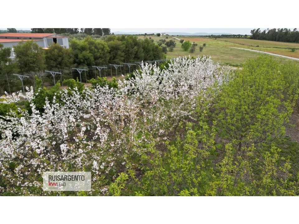 Farm i Ladoeiro, Castelo Branco - foto 5