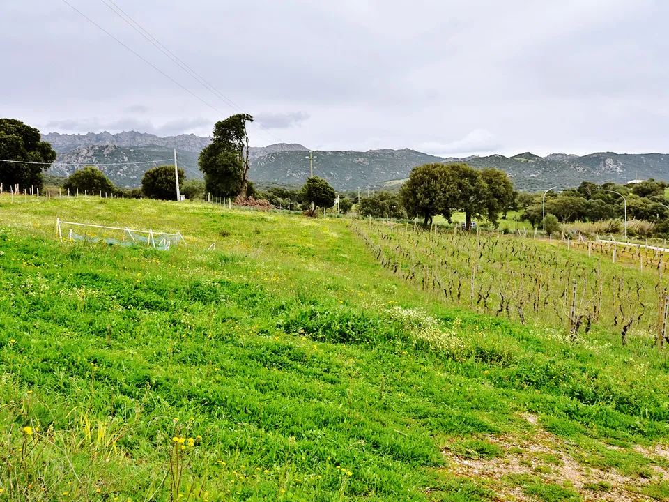 Casa de campo en Berchidda, Sassari - foto 3