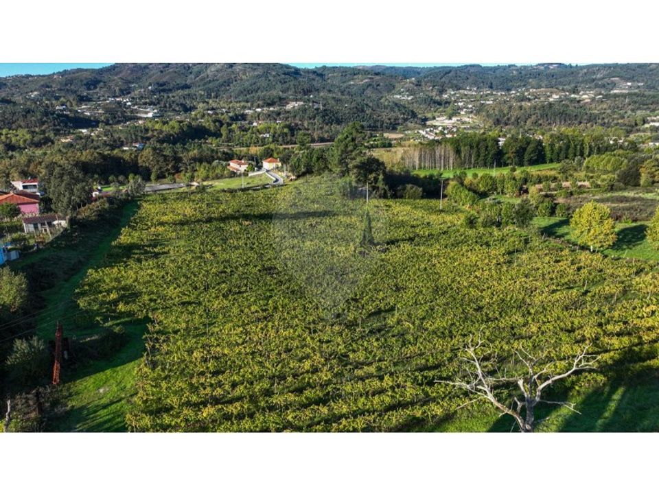 Farm i Celorico de Basto, Braga - foto 3