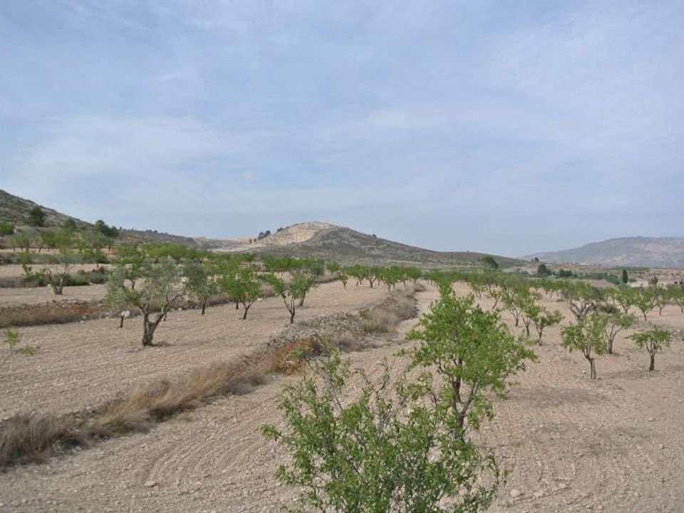 Helårsgrund i Jumilla, Murcia - foto 2