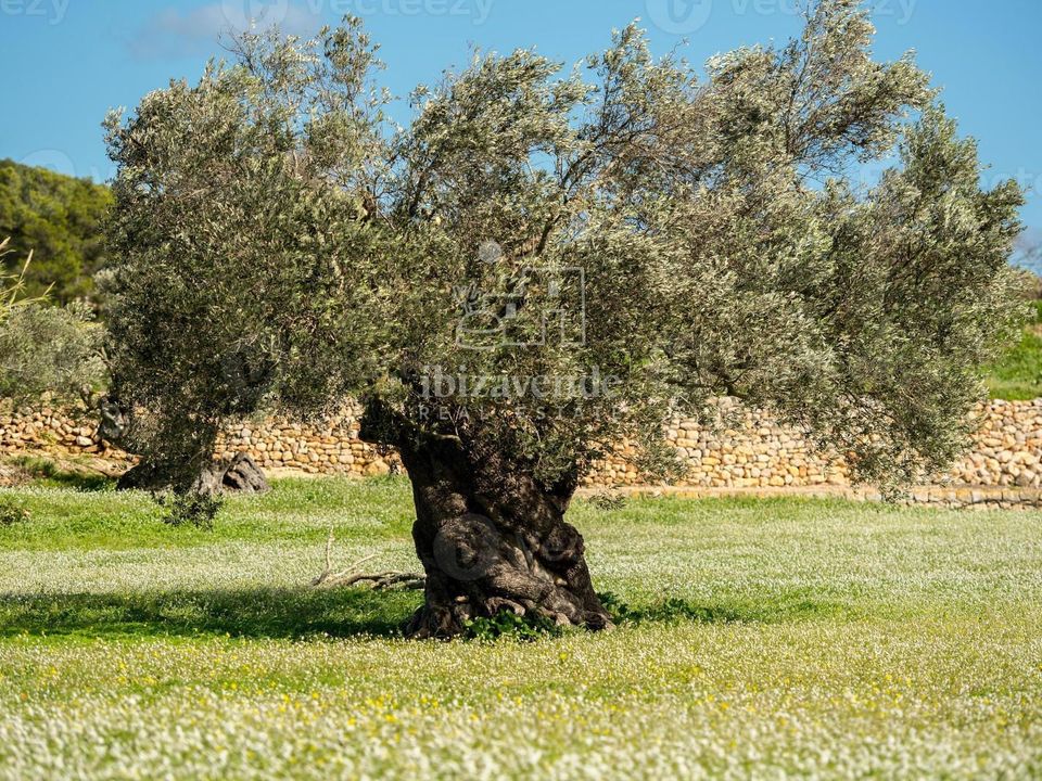 Villa i Santa Eulalia Del Rio, Ibiza - foto 1