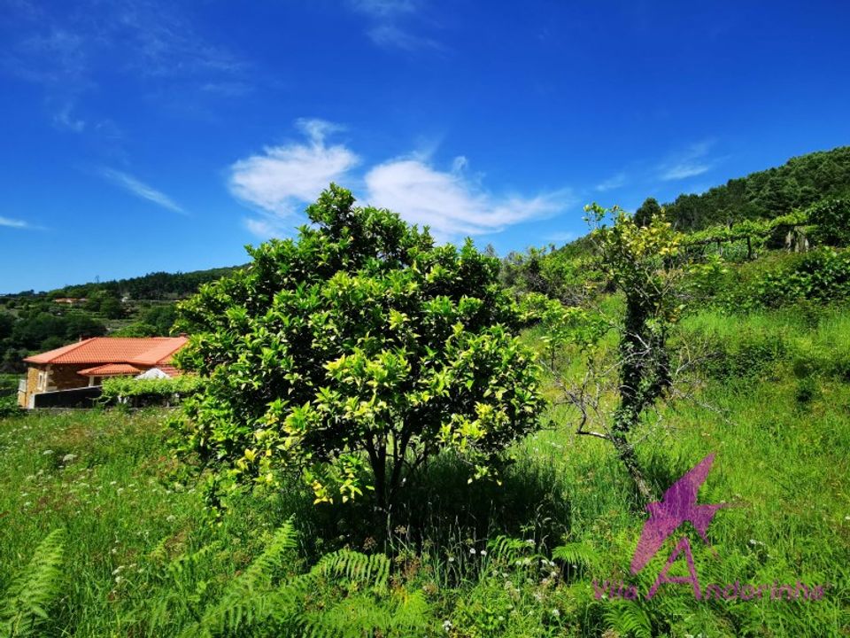 Helårsgrund i Amonde, Viana do Castelo - foto 5