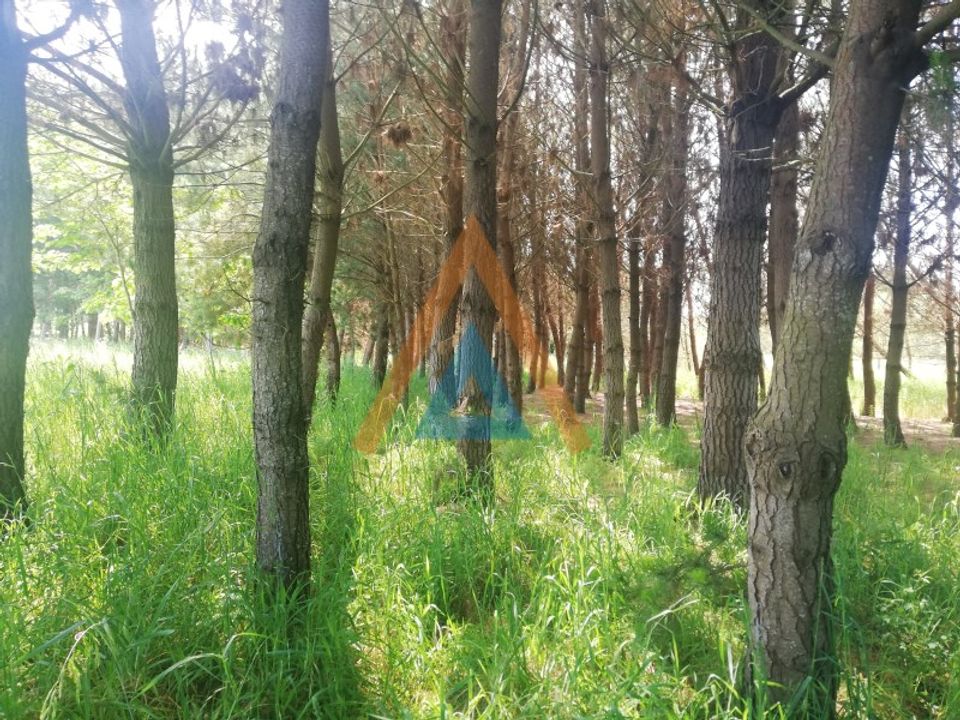 Helårsgrund i Maceda, Aveiro - foto 3