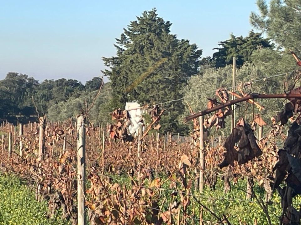 Helårsgrund i Quinta do Anjo, Setubal - foto 1