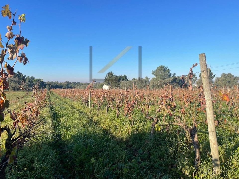 Helårsgrund i Quinta do Anjo, Setubal - foto 3