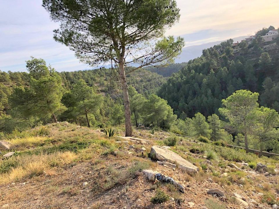 Helårsgrund i Mogente, Valencia - foto 3
