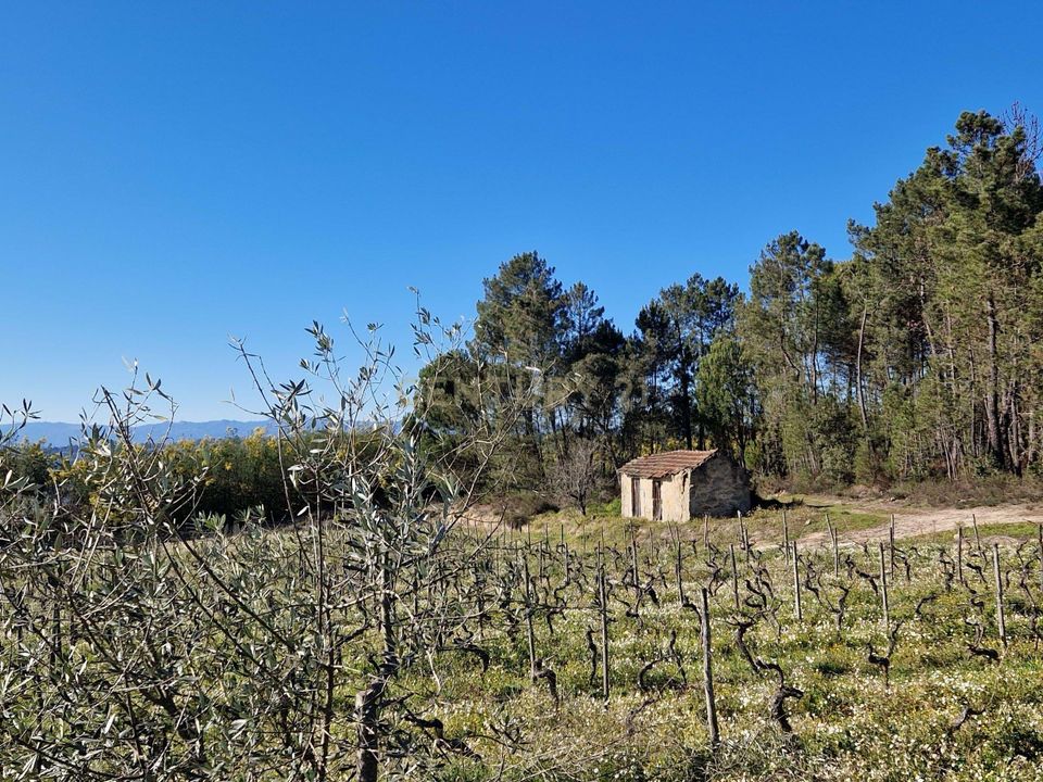 Helårsgrund i Santar e Moreira, Viseu - foto 3