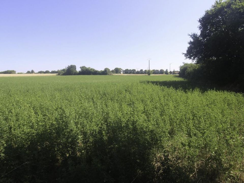 Tomt i Nachamps, Charente-Maritime - bilde 1