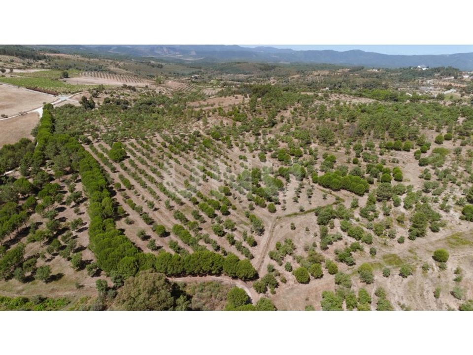 Landejendom i Castelo Branco, Castelo Branco - foto 3