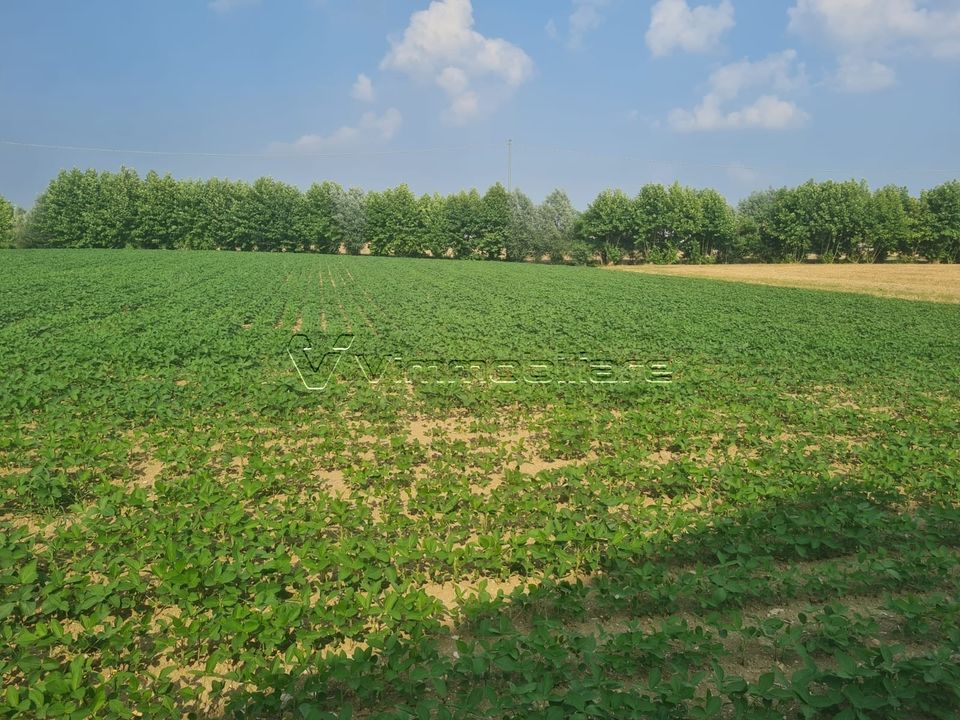 Erhvervsejendom i Barbarano Mossano, Vicenza - foto 5