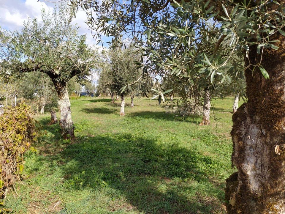 Helårsgrund i Alvaiazere, Leiria - foto 5