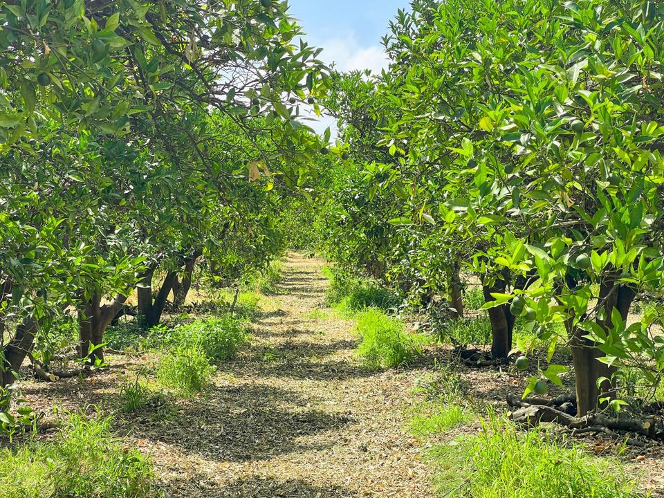 Terra a San Martin Del Tesorillo, Cadiz - foto 1
