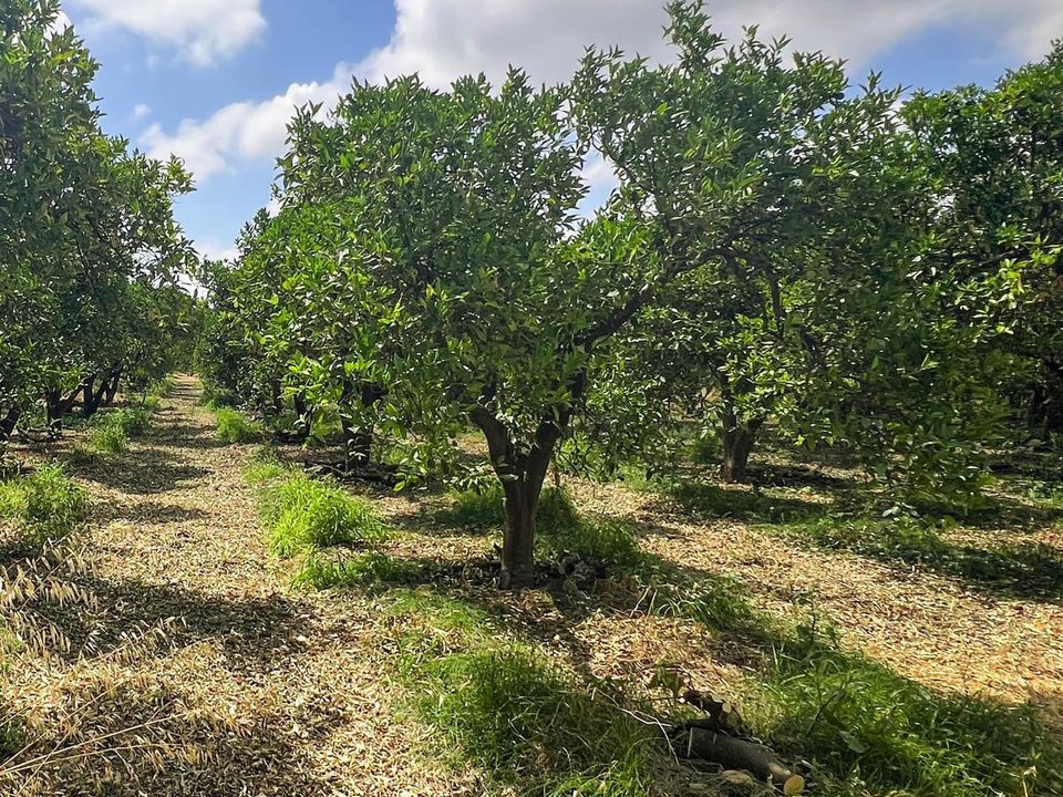 Terra a San Martin Del Tesorillo, Cadiz - foto 4