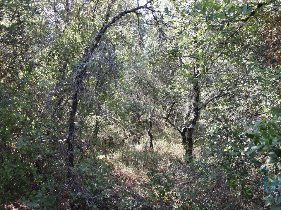 Helårsgrund i Ferreira do Zezere, Santarem - foto 3