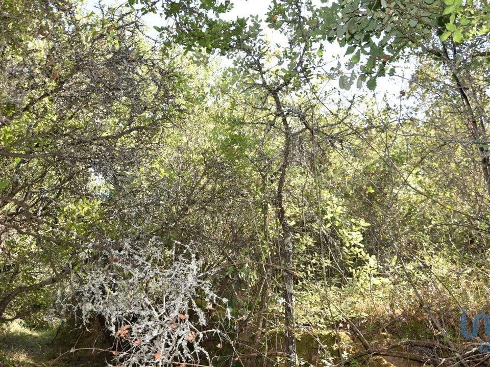 Helårsgrund i Ferreira do Zezere, Santarem - foto 4