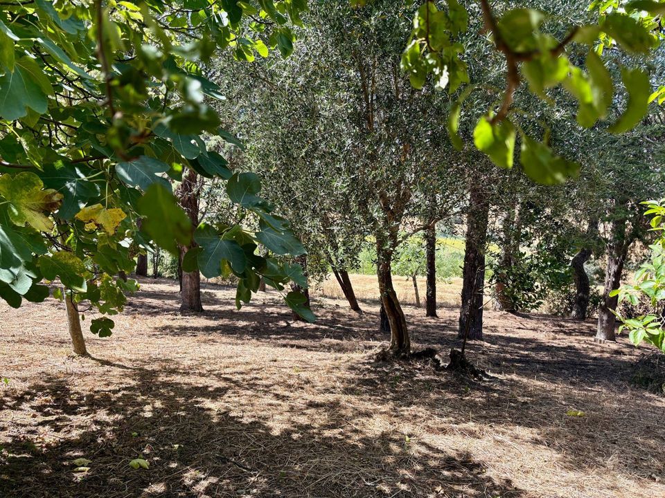 Villa i Belvedere Ostrense, Ancona - foto 4