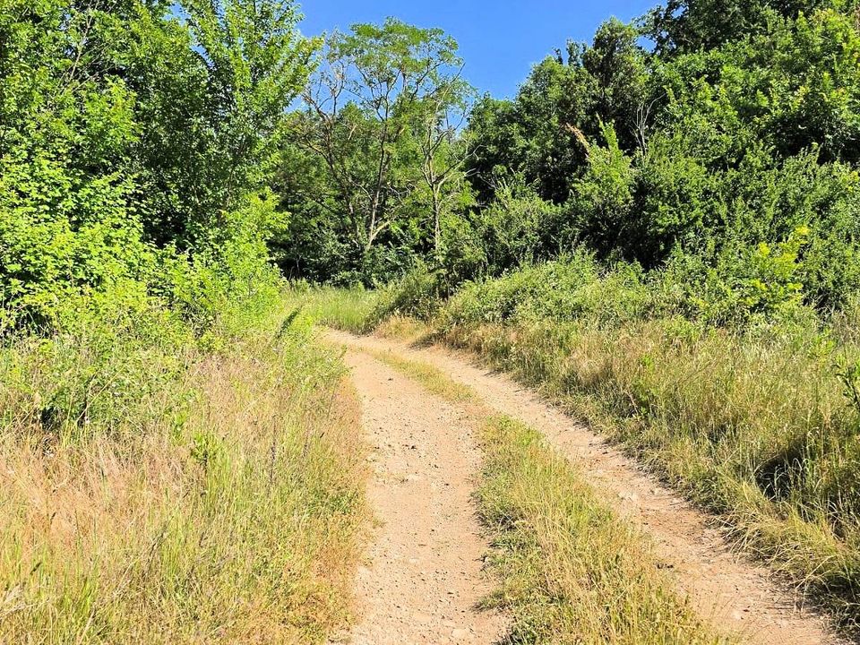 Farm i Massa Marittima, Grosseto - foto 3