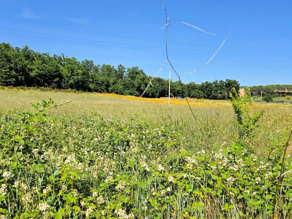 Farm i Massa Marittima, Grosseto - foto 5