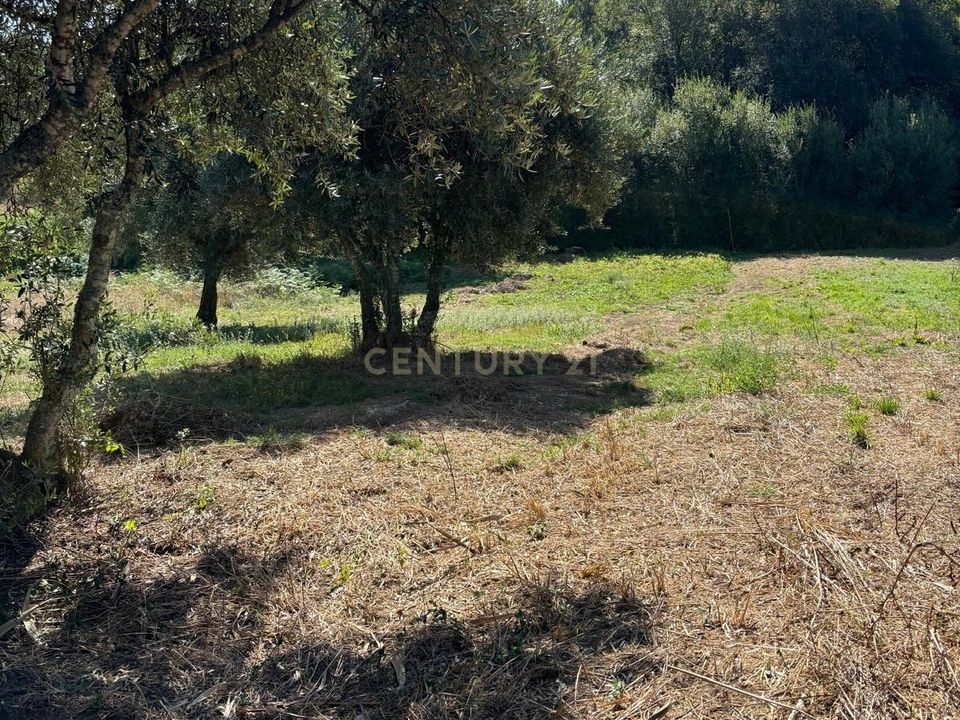 Helårsgrund i Pombal, Leiria - foto 2