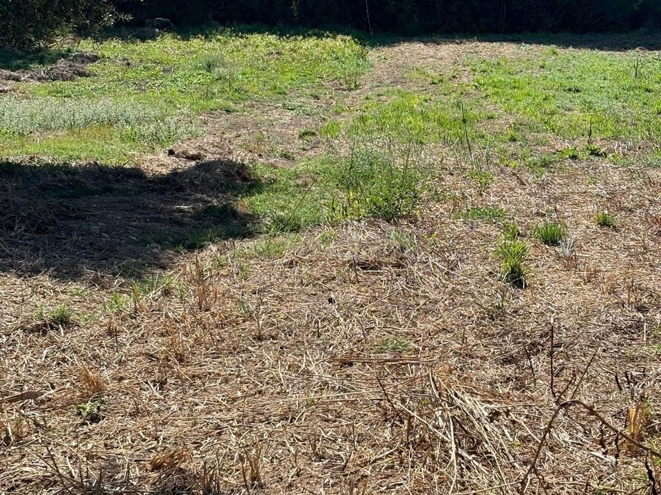 Helårsgrund i Pombal, Leiria - foto 4