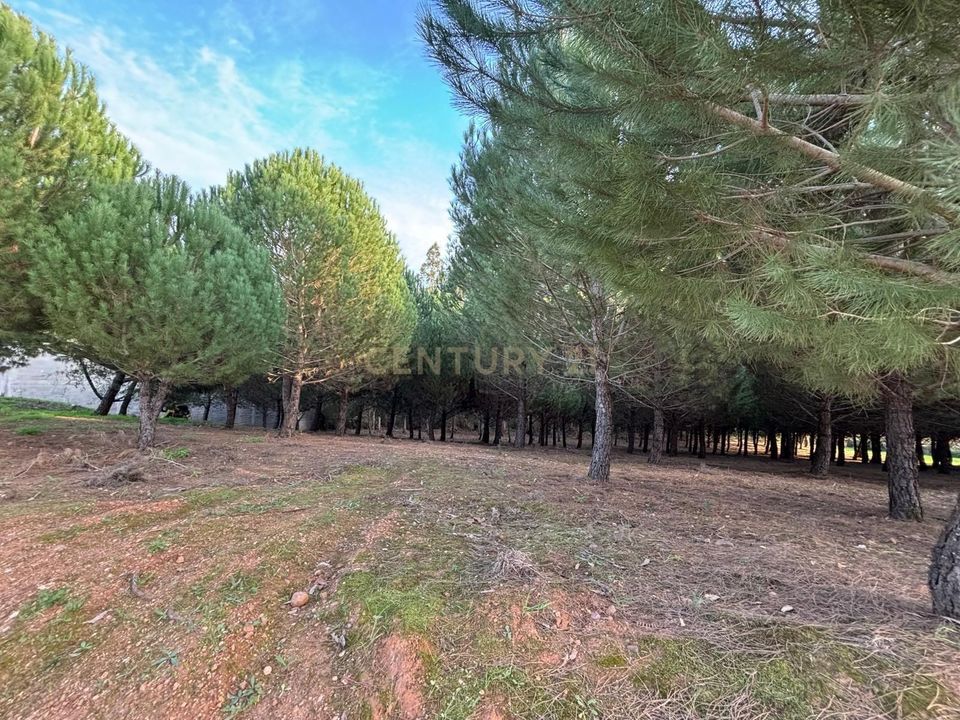 Helårsgrund i Ferreira do Zezere, Santarem - foto 5