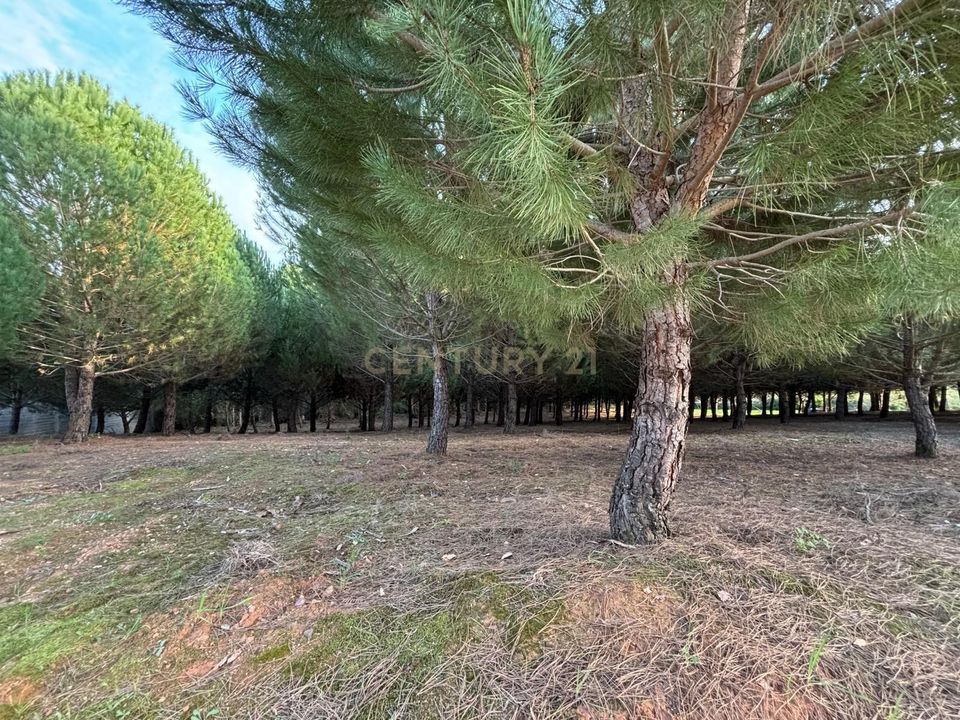 Helårsgrund i Ferreira do Zezere, Santarem - foto 2