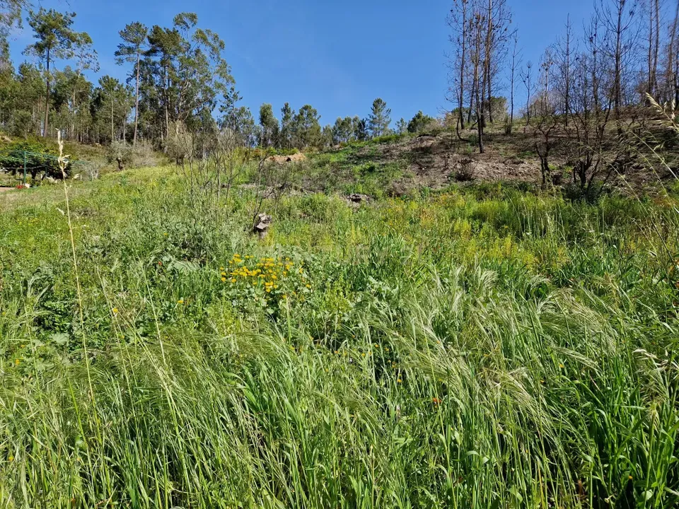 Helårsgrund i Colmeias, Leiria - foto 4