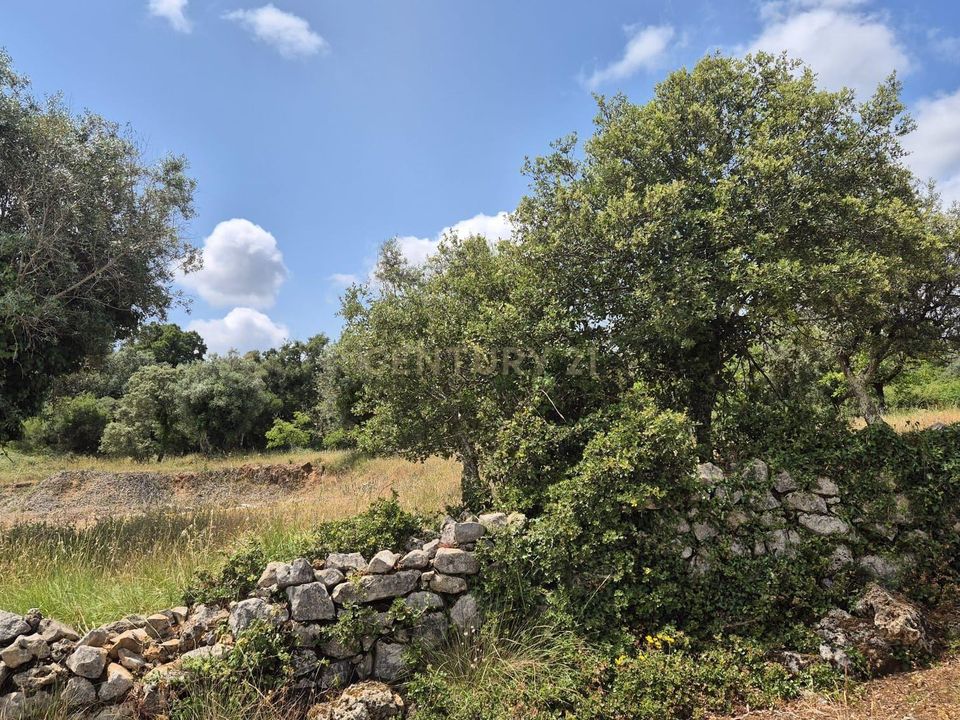 Terreno en Soure, Coimbra - foto 4
