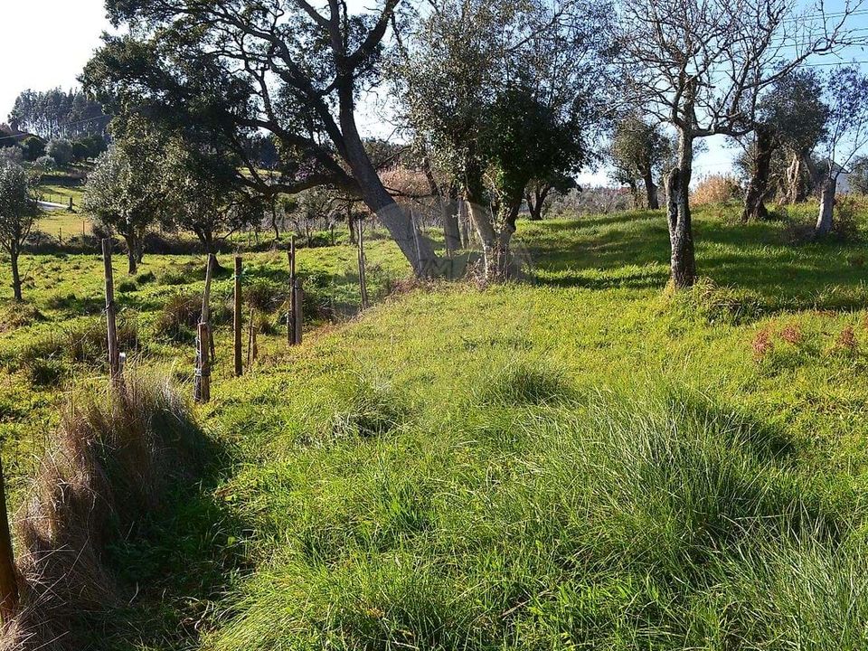 Helårsgrund i Ferreira do Zezere, Santarem - foto 3