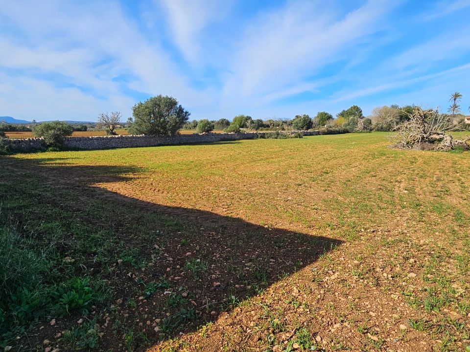 Helårsgrund i Manacor, Mallorca - foto 3