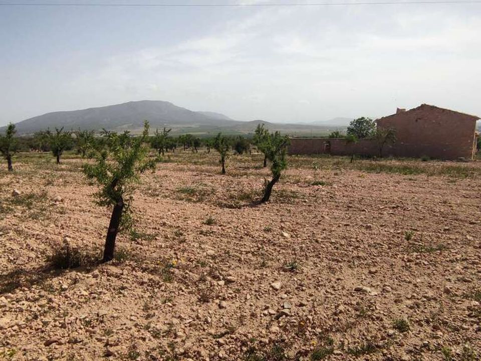 Masia a Pinoso, Alicante - foto 5