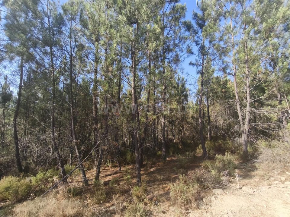 Helårsgrund i Fundao, Castelo Branco - foto 5