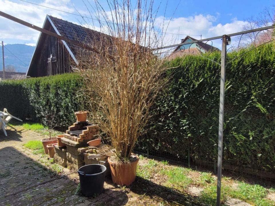 Villa i Wegscheid, Haut-Rhin - foto 3