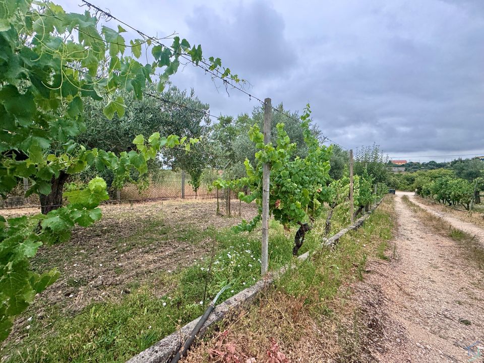 Tomt i Tomar, Santarem - bilde 3