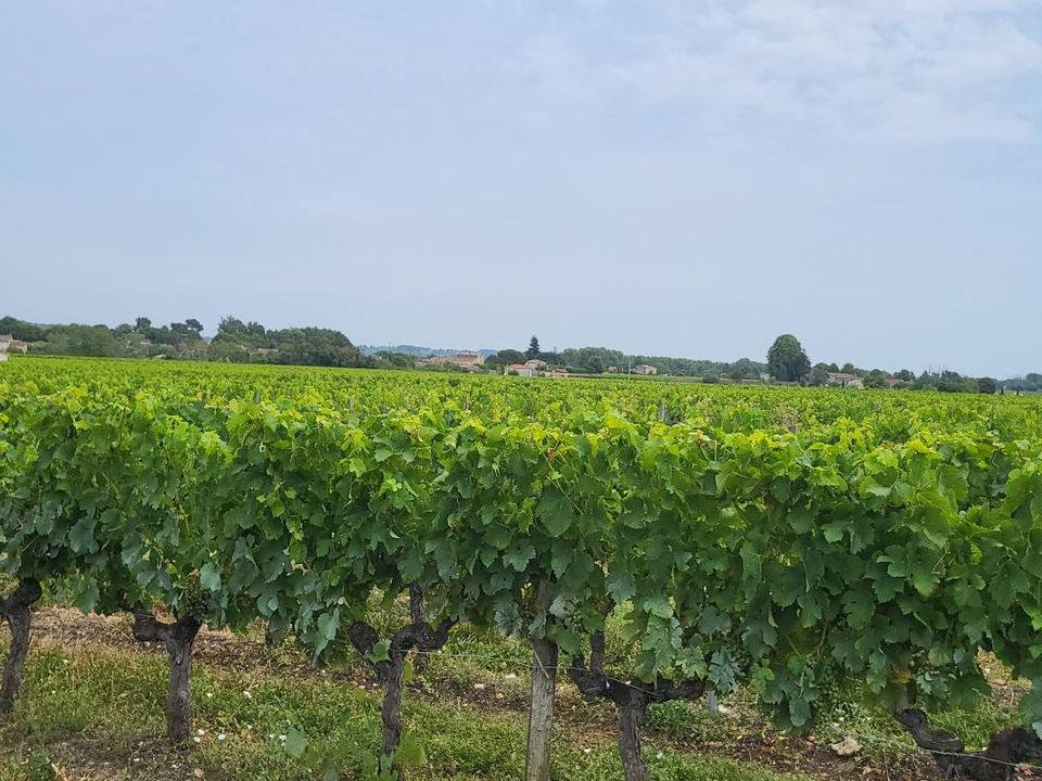 Helårsgrund i Portets, Gironde - foto 1