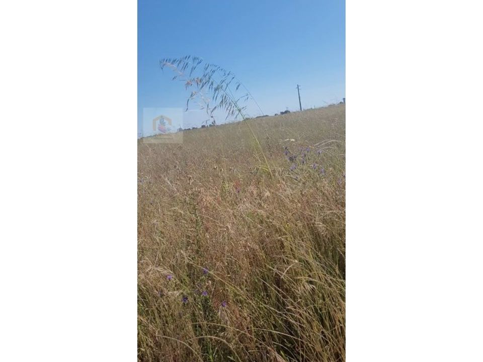 Helårsgrund i Alpiarca, Santarem - foto 2