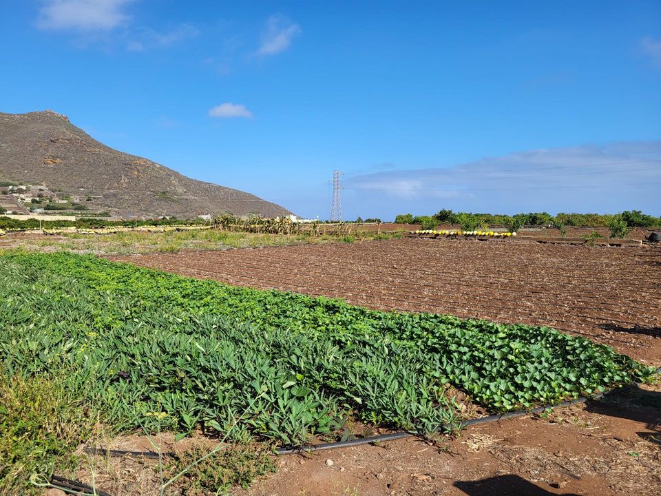 Villa i Tegueste, Tenerife - foto 5