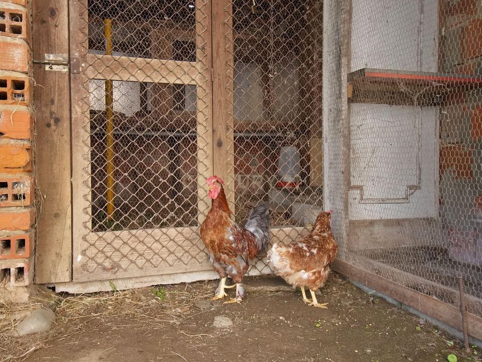 Farm hus i Carregueira, Santarem - foto 2