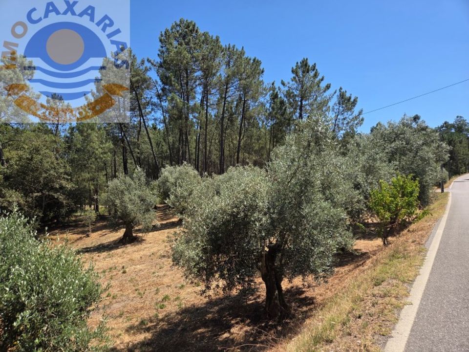 Terra a Rio de Couros e Casal dos Bernardos, Santarem - foto 2