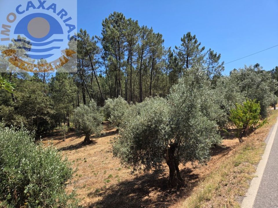 Terra a Rio de Couros e Casal dos Bernardos, Santarem - foto 4