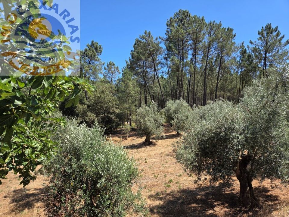 Terra a Rio de Couros e Casal dos Bernardos, Santarem - foto 5