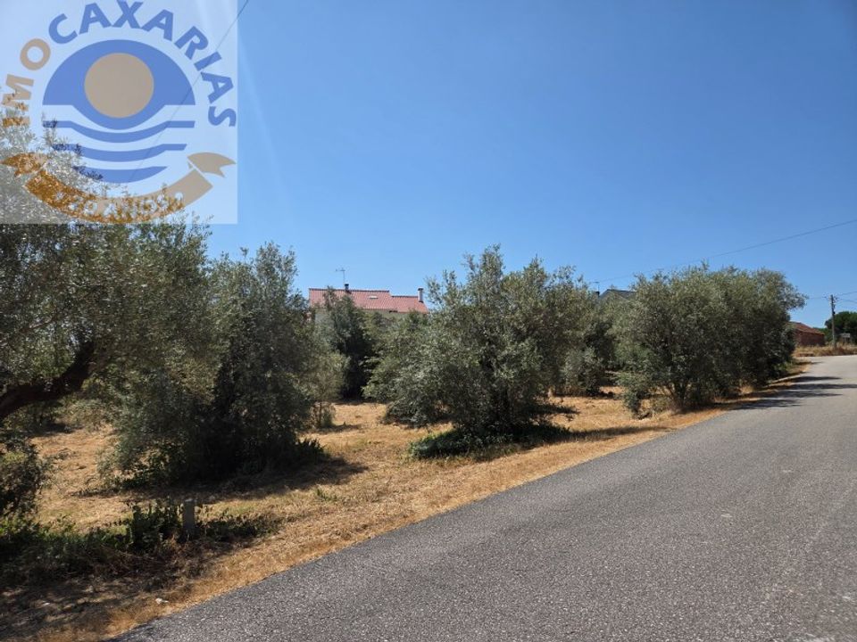 Terra a Rio de Couros e Casal dos Bernardos, Santarem - foto 5