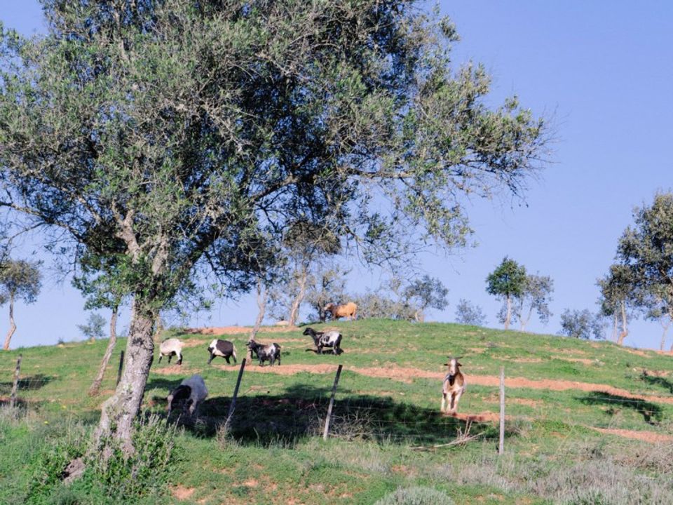 Farm i Odemira, Beja - foto 1