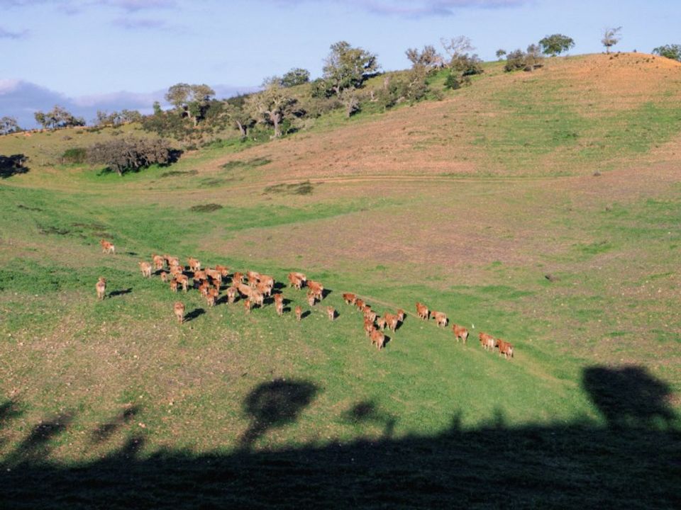 Farm i Odemira, Beja - foto 2