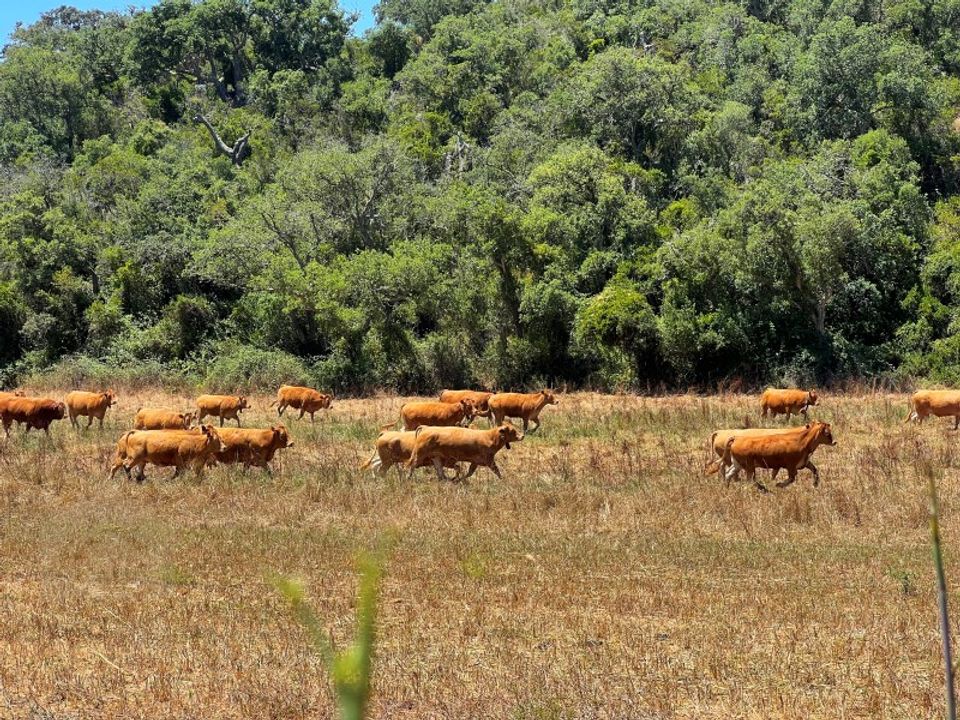 Farm i Odemira, Beja - foto 4