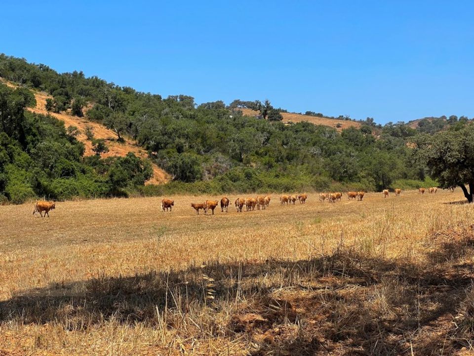 Farm i Odemira, Beja - foto 5