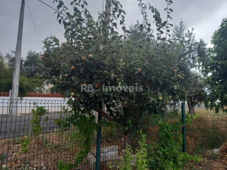 Helårsgrund i Montalvo, Santarem - foto 4