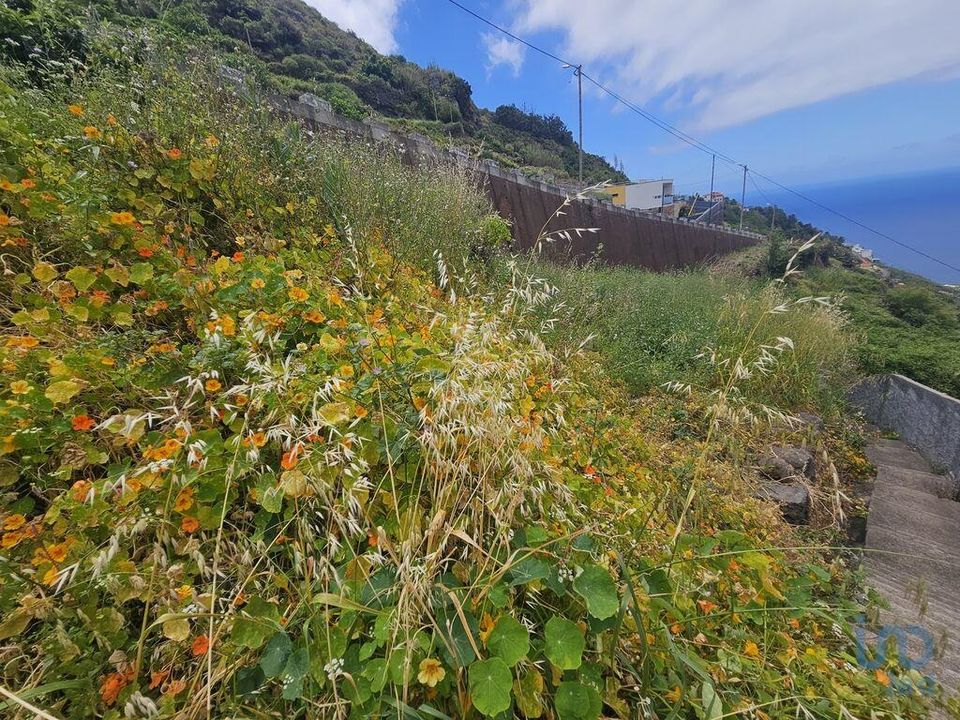 Tomt i Ribeira Brava, Madeira - bilde 4
