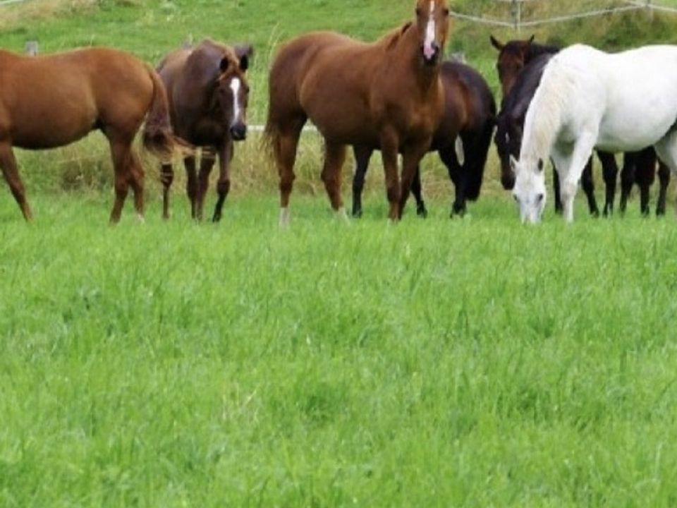 Gårdshus i Contrexéville, Vosges - bilde 1